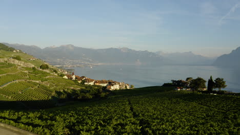 flying over vineyards towards houses in rivaz village overlooking lake leman in vaud, switzerland