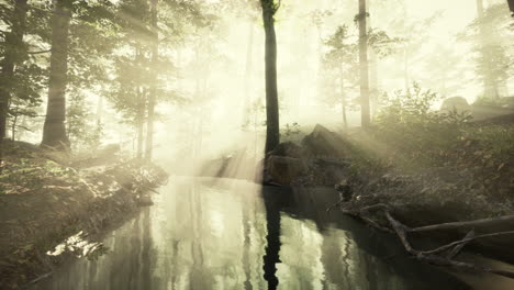 pond-swamp-with-unique-atmosphere-and-fog-beneath-the-trees