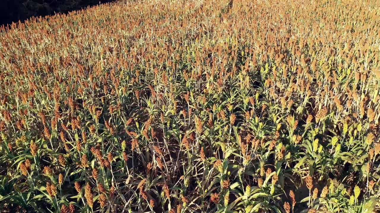 volando a través del campo de grano de milo y el final de la temporada.