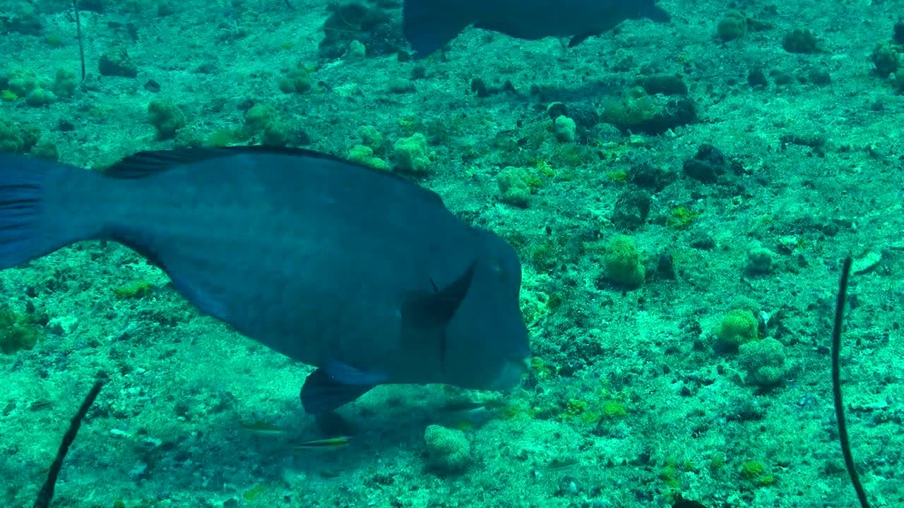 Two green humphead parrotfish feeding on coral reef