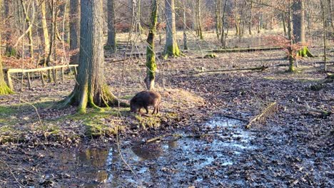 Wild-boar--in-the-forest