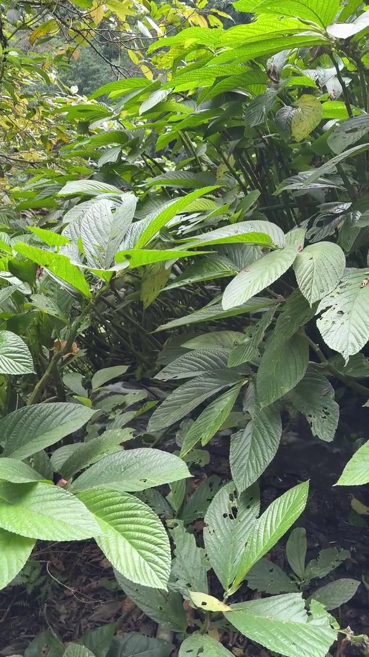 Dedaunan tropis hijau rimbun di hutan lebat
