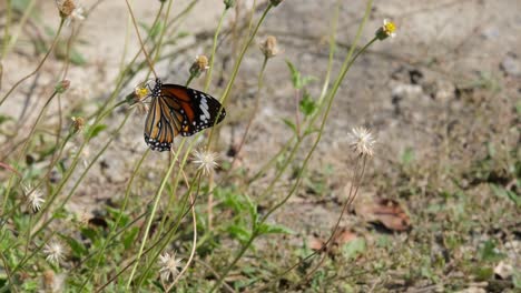 a butterfly seen on top of a flower fighting the wind during a summer day, thailand