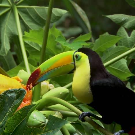 Ein-Kielschnabeltukan-Frisst-Papaya-Im-Regenwald-Von-Belize-1