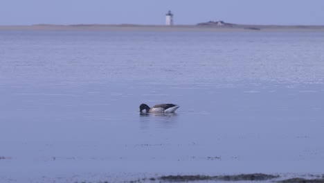 faro de cabo bacalao