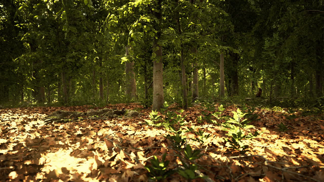 La luce solare filtra attraverso il baldacchino della foresta