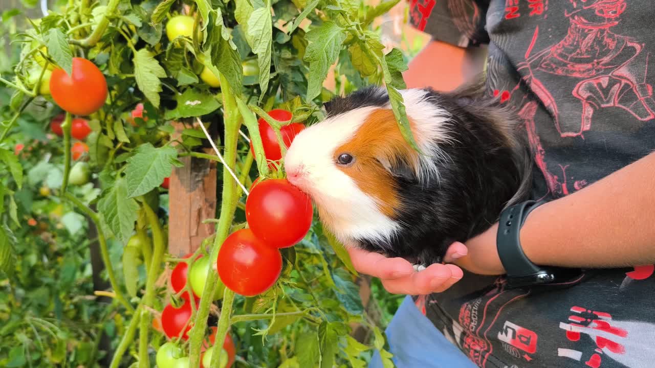 Slow-motion video of a guinea pig enjoying a fresh tomato straight from the garden bush, showing detailed natural eating in a sunny outdoor setting