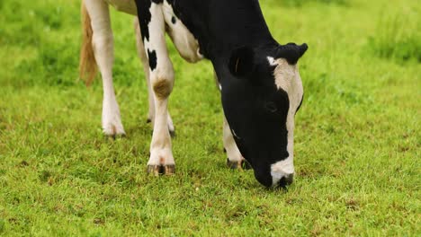 Cow-Grazing-In-Green-Grass-In-A-Farm-In-Terceira-Island,-Azores---close-up