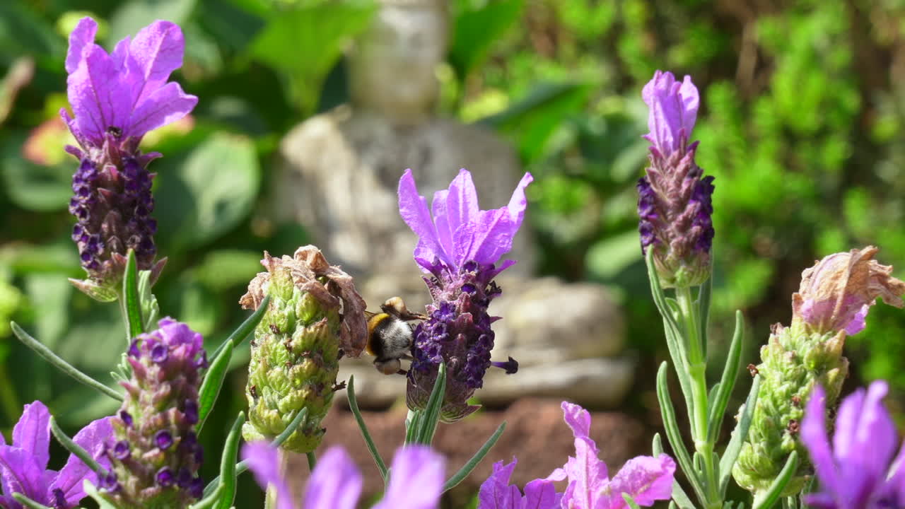 un abejorro está recogiendo néctar de una planta de lavanda, de cerca