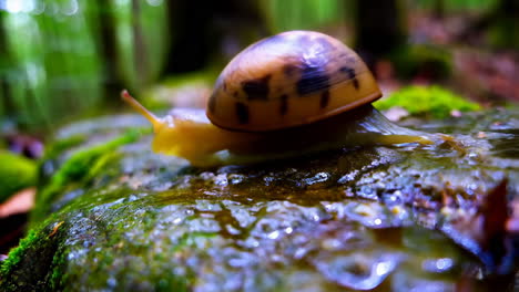 a snail on a mossy rock