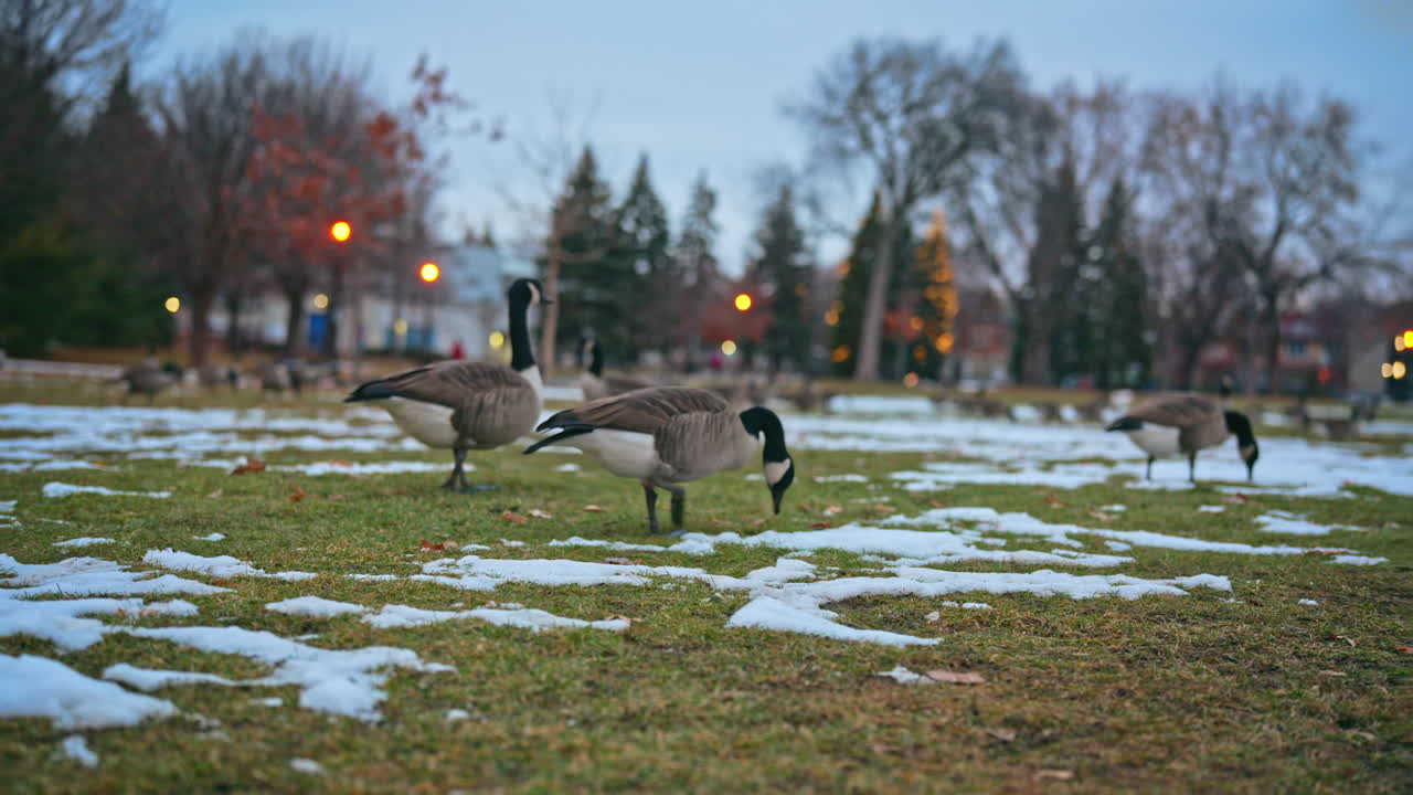 Canada geese feed on snowy grass in a quiet city park during early winter. The birds move calmly across the field while searching for food in soft evening light