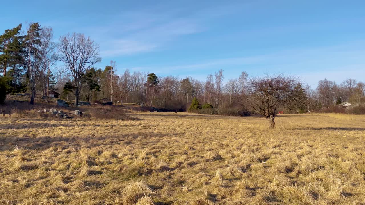 Herd Of Roe Deer Running On Grassy Field In Distance In Early Spring In Sweden. wide shot