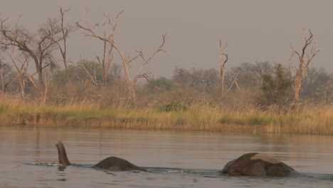 two male african elephants swim, heads under water, blowing water fountains and bubbles with their trunks, side view, reed and bare trees in background