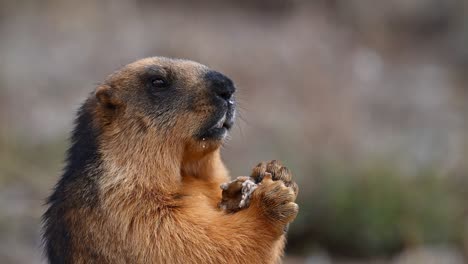 marmota de cola larga comiendo de la basura dejada por los turistas