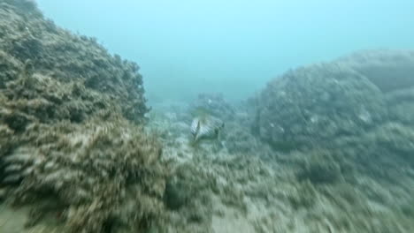 Unterwasseraufnahme-Taucher-POV-Nach-Einem-Kugelfisch-In-Der-Karibik