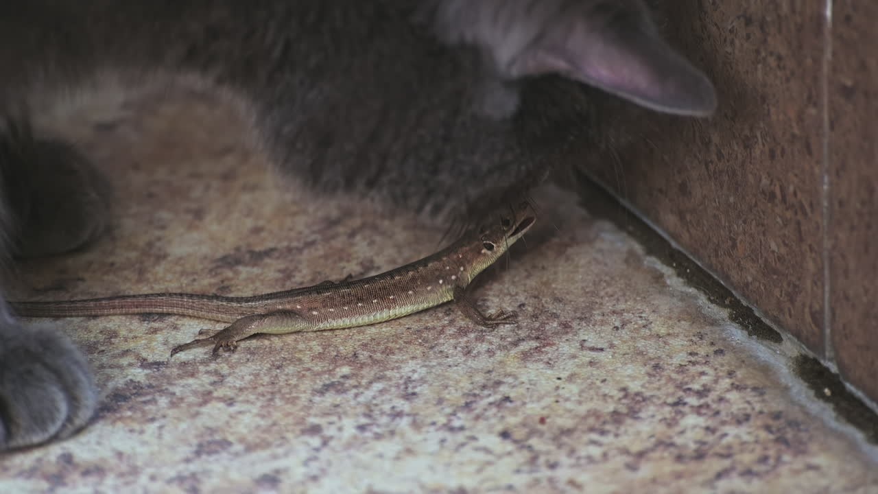 Gray cat's paw touching a small lizard on a stone floor