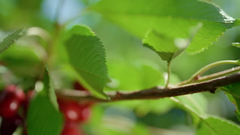 cherry fruit tree branch shining in orchard closeup. healthy countryside harvest