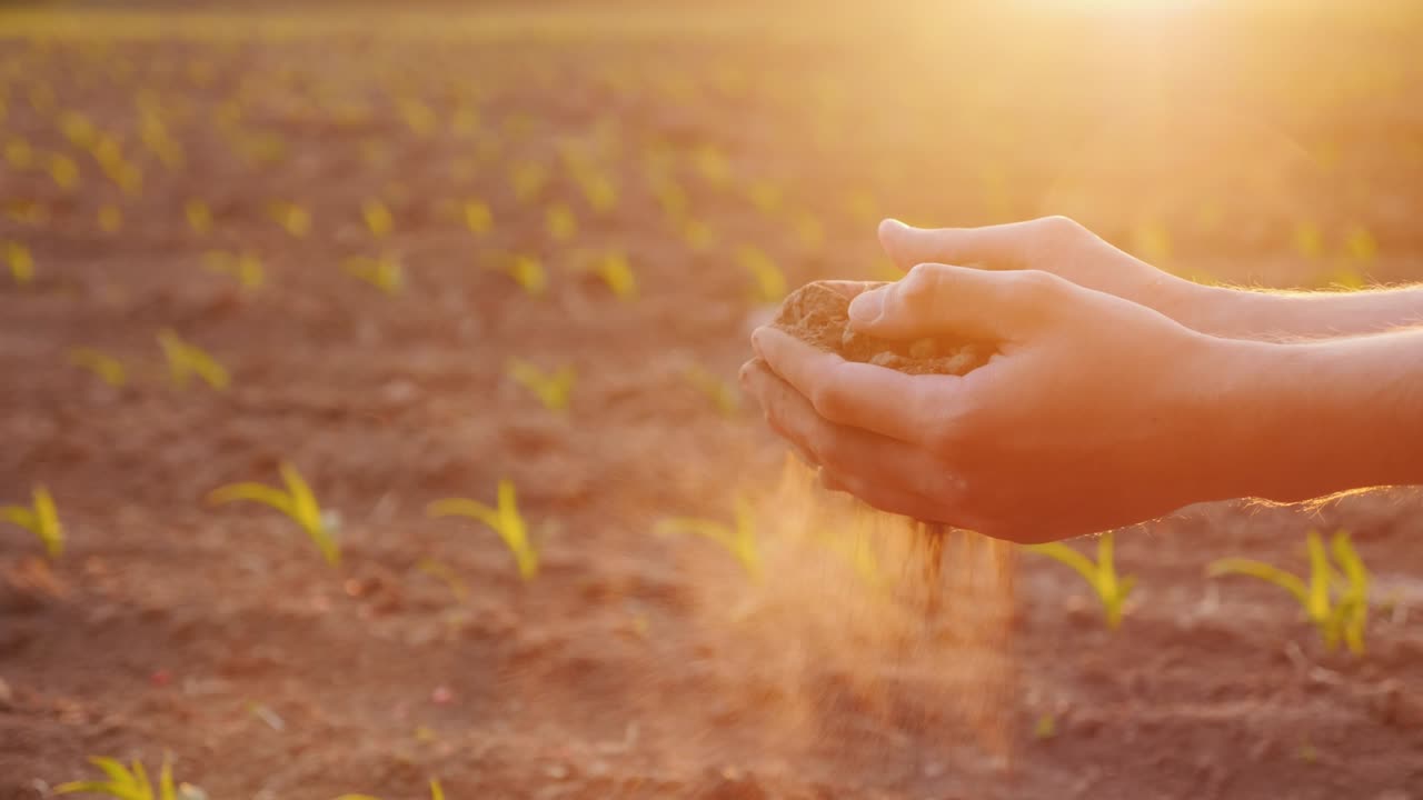 las manos del granjero sosteniendo la tierra, tocando sus dedos. contra el fondo de un campo con brotes jóvenes