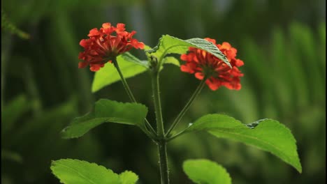 orange flowers in a garden