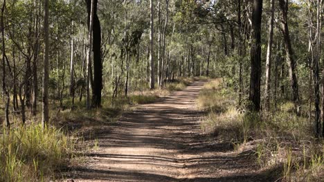 handheld footage of fire break trails in nerang national park, gold coast, queensland, australia