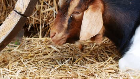 a beautiful brown goat eating hay on the farm. livestock farm.