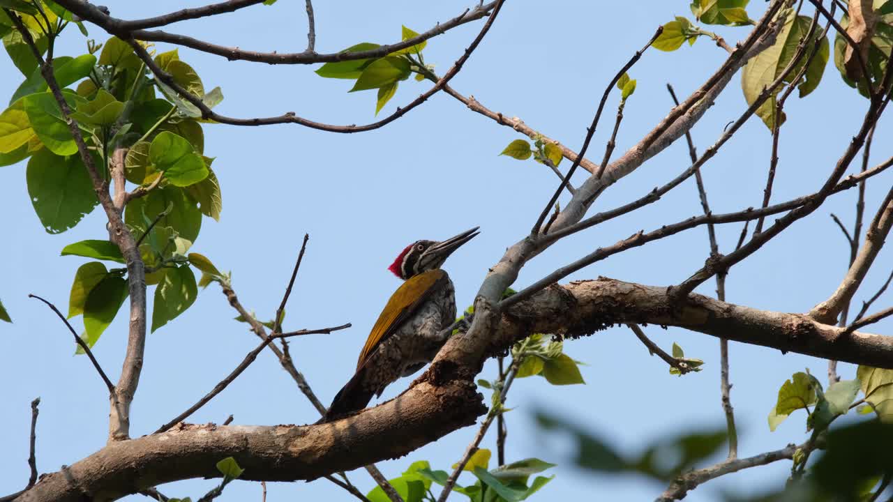chrysocolaptes guttacristatus, santuario de vida silvestre huai kha kaeng, mayor flameback