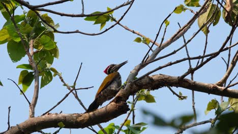 greater flameback, chrysocolaptes guttacristatus, huai kha kaeng wildlife sanctuary