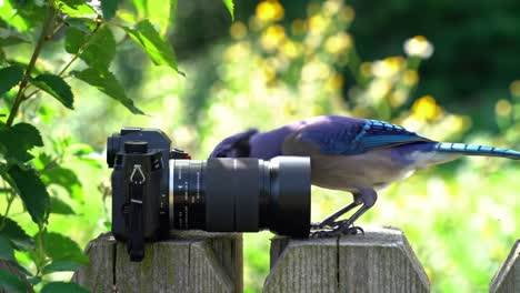 a curious blue jay investigates a camera in a lush green environment, capturing the beauty of nature and wildlife interaction