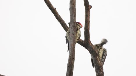 woodpeckers in tree uhd mp4 4k video