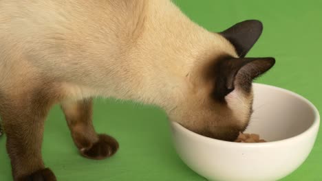 ángulo alto de la comida del gato siamés