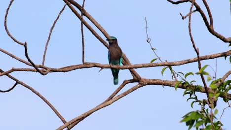 el rodillo indio es común en tailandia, se ve fácilmente cuando se viaja a la provincia y a los parques nacionales