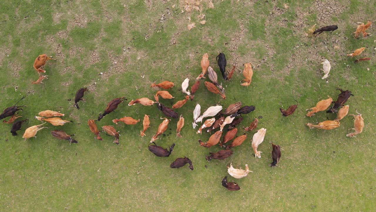 무성한 녹색 초원에서 풀을 뜯는 갈색 소 떼의 멋진 하향식 전망, 바닥에 매혹적인 살아있는 카펫을 만들고 시골 생활의 아름다움과 평온함을 포착