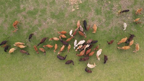 A-stunning-top-down-view-of-a-herd-of-brown-cows-grazing-on-a-lush-green-meadow,-creating-a-mesmerizing-living-carpet-on-the-ground,-and-capturing-the-beauty-and-serenity-of-rural-life