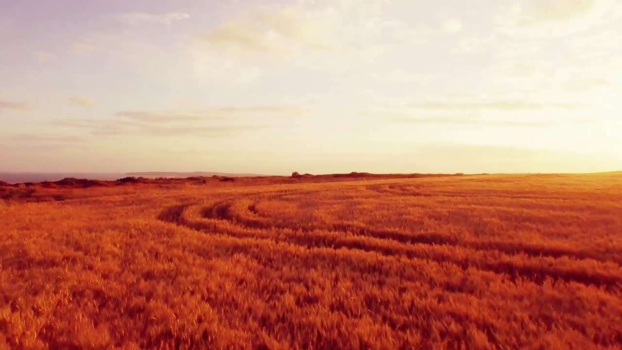Drone footage of golden fields