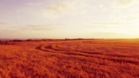 Drone-footage-of-golden-fields-