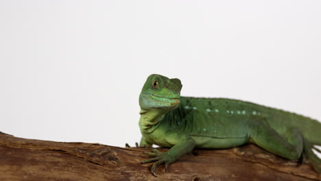 el basilisco lagarto de jesús enfoca su mirada fuera del cuadro a la derecha, frente al fondo blanco