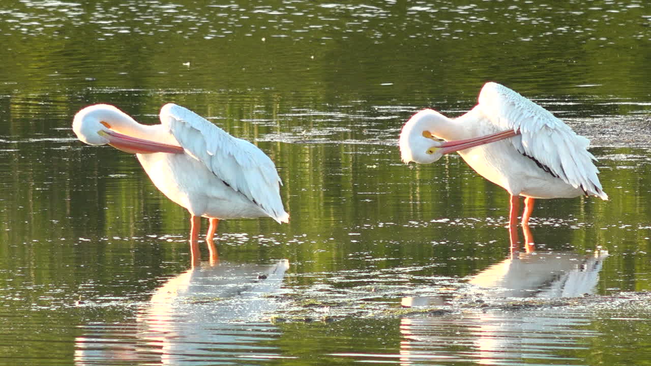 hermosas aves playeras se acicalan bajo la luz dorada a lo largo de las aguas poco profundas de la costa de florida