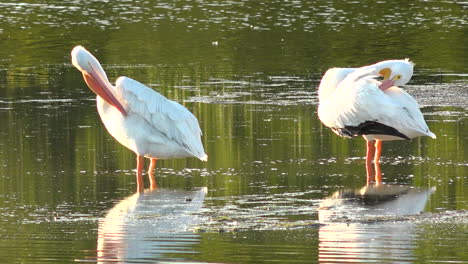 Beautiful-shorebirds-preen-in-the-golden-light-along-the--shallows-of-the-Florida-coast