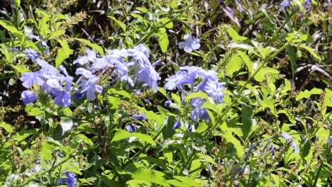 time-lapse of flowers swaying in the breeze