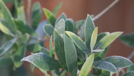 close up of the butterfly bush budlea leaves