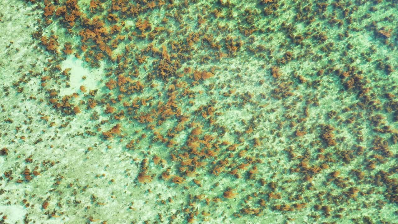 Coral reefs growing healthy on white sandy sea bottom under calm clear water of turquoise lagoon on shore of tropical coastline in Thailand
