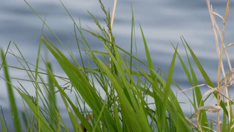 green blades of grass with blurry lake at background. selective focus shot