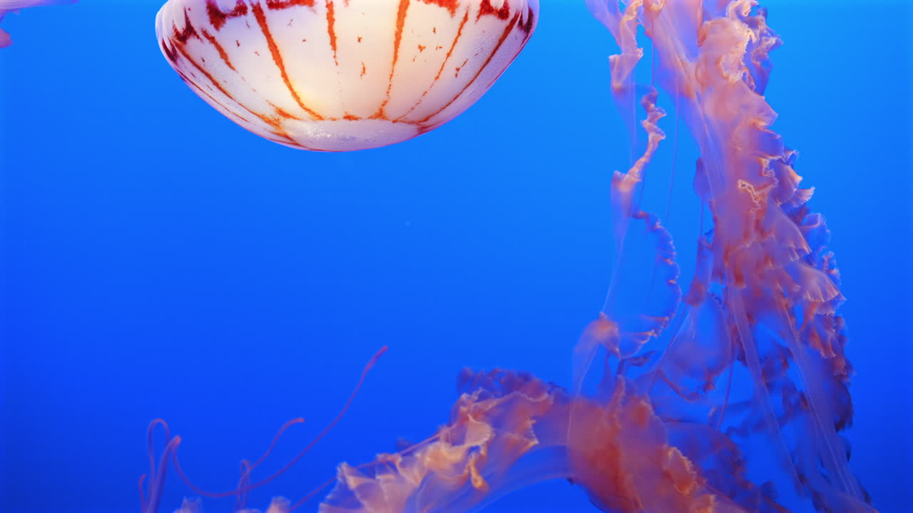 успокаивающий вид фиолетового полосатого желе, плавающего на голубом фоне