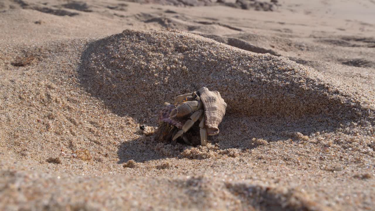 A close-up view of a hermit crab engaging in a "cuddle" or "hand-holding" ritual where he tries to shake the female's shell to encourage her out on a sandy beach