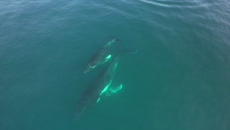 humpback whales calf and mother swim in the sea in palm beach, gold coast, queensland, australia - drone shot