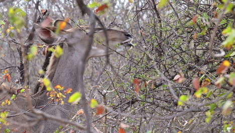 Mayor-Hembra-Kudu-Mordisqueando-Hojas-De-Arbusto,-Cámara-Lenta