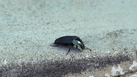 black darkling beetle on stone ground floor - close up