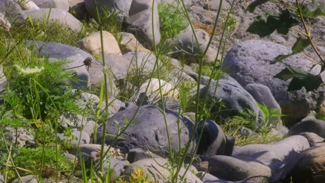 rocks, tall grass, and flowers at the old town waterfront