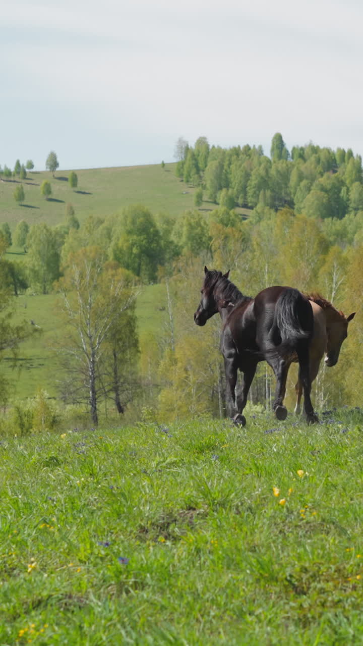 caballos de pura sangre activos corren juntos a lo largo de un campo exuberante con flores cerca de la primavera madera cámara lenta. criaturas equinas sanas juegan en el pasto salvaje montañoso