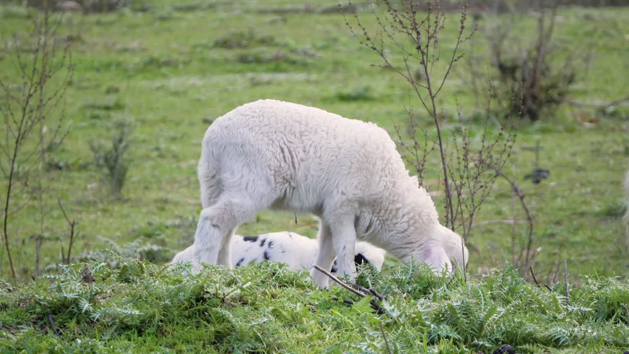 toma en cámara lenta de lindo corderito blanco pastando en cerdeña, italia